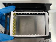 Circovirus Porcino Tipo II