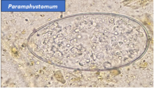 Coproparasitario
