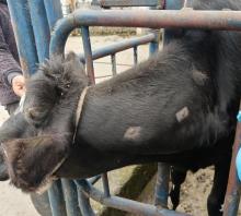 Prueba tuberculínica