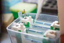 EEB WESTERN BLOT