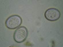 Coproparasitario
