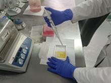 Rinoneumonítis viral equina ELISA